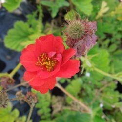 Geum Blazing Sunset