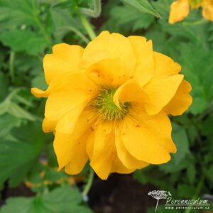 Geum Lady Stratheden