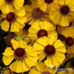 Helenium Helenium