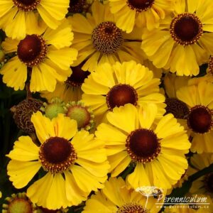 Helenium Blütentisch
