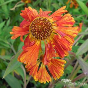 Helenium Chipperfield Orange