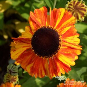 Helenium Sahin's Early Flower