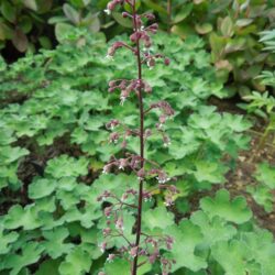 Heuchera Chocolate Ruffles