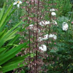 Heuchera Chocolate Ruffles