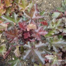 Heuchera Chocolate Ruffles