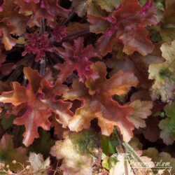 Heuchera Heuchera