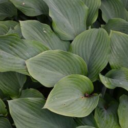 Hosta Krossa Regal