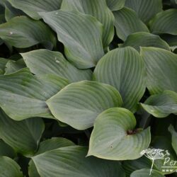 Hosta Krossa Regal