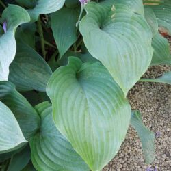 Hosta Krossa Regal