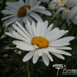 Leucanthemum x superbum Alaska