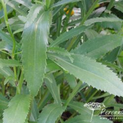Leucanthemum x superbum Alaska