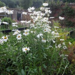 Leucanthemum x superbum Alaska