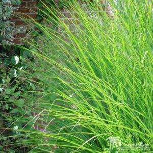 Miscanthus sinensis Gracillimus