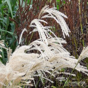 Miscanthus sinensis Kaskade