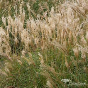 Miscanthus sinensis Starlight