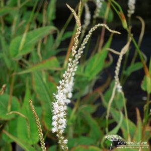 Persicaria amplexicaulis Alba