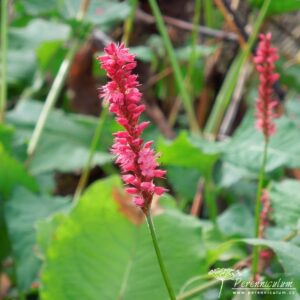 Persicaria amplexicaulis Firedance