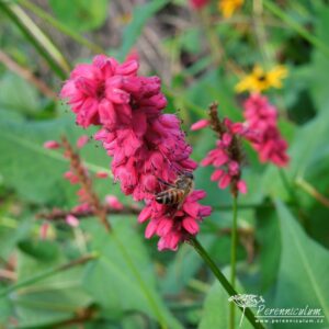 Persicaria amplexicaulis Taurus