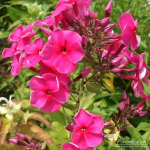 Phlox paniculata Werner I