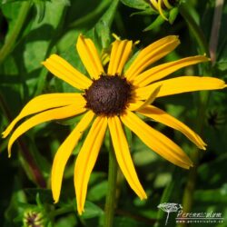 Rudbeckia fulgida Rudbeckia fulgida