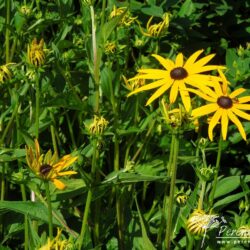 Rudbeckia fulgida var sullivantii Goldsturm
