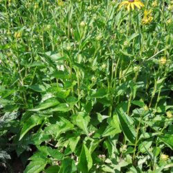 Rudbeckia fulgida var sullivantii Goldsturm