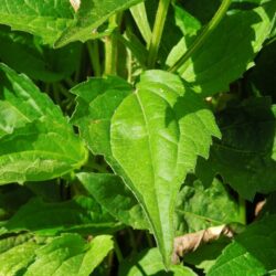 Rudbeckia fulgida var sullivantii Goldsturm