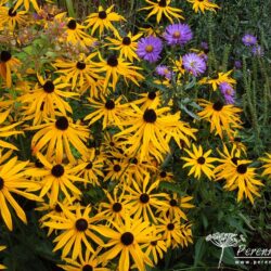 Rudbeckia fulgida var sullivantii Goldsturm