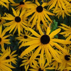 Rudbeckia fulgida var sullivantii Goldsturm