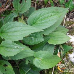 Rudbeckia fulgida var sullivantii Goldsturm