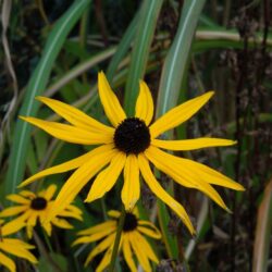 Rudbeckia fulgida var sullivantii Goldsturm