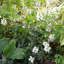 Stachys officinalis Wisley White
