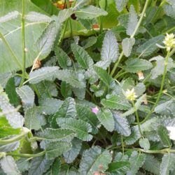 Stachys officinalis Wisley White