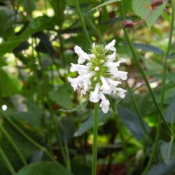 Stachys officinalis Wisley White