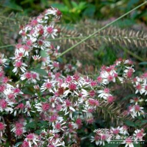 Aster lateriflorus var. horizontalis