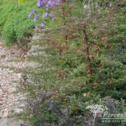 Aster lateriflorus var. horizontalis