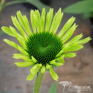 Echinacea purpurea Green Jewel