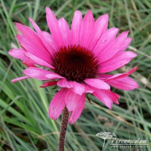 Echinacea purpurea Primadonna Deep Rose