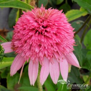 Echinacea purpurea Razzmatazz
