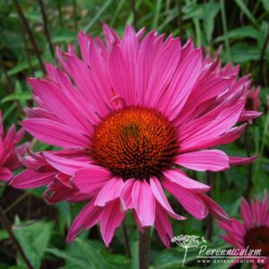 Echinacea purpurea Rubinstern