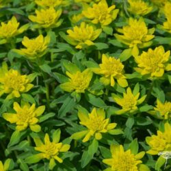 Euphorbia polychroma