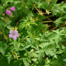 Geranium endressii