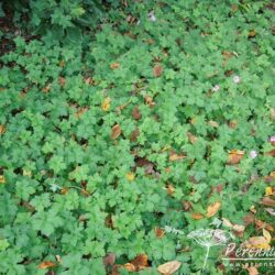 Geranium endressii