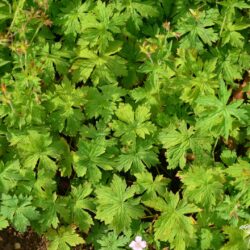 Geranium endressii