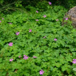 Geranium endressii