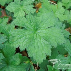 Geranium endressii