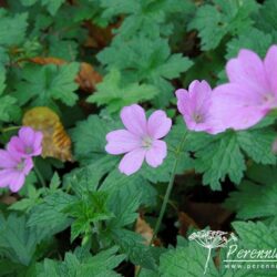Geranium endressii