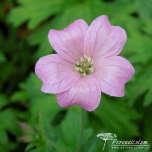 Geranium x oxonianum Wargrave Pink