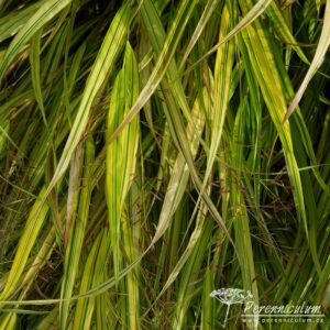 Hakonechloa macra Aureola