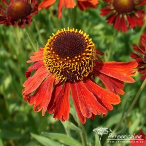 Helenium Moerheim Beauty